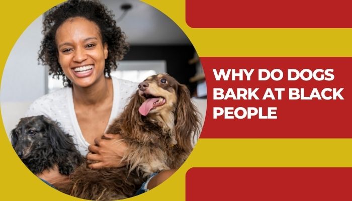 Why Do Dogs Bark at Black People Are Dogs Racist Everything You Need to Know! 